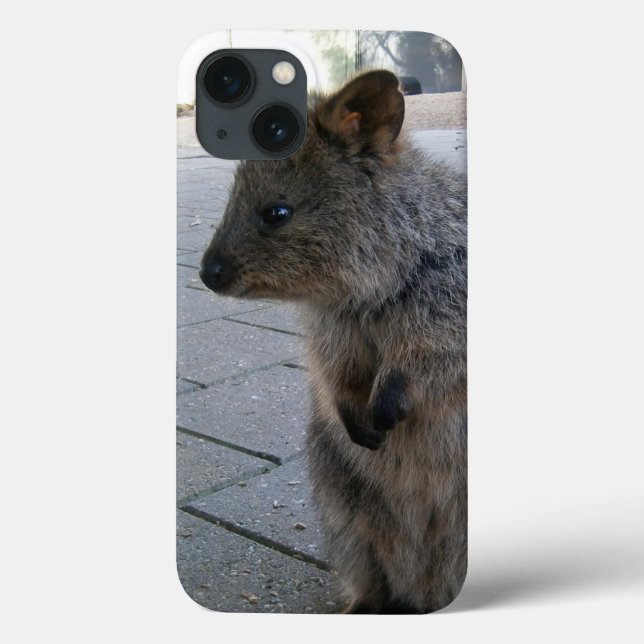 "Snuggles in Australia: A Cudely Grått Quokka" (Baksida)