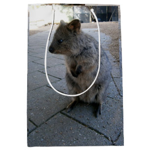 "Snuggles in Australia: A Cudely Grått Quokka"