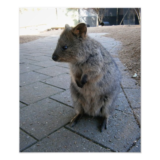 "Snuggles in Australia: A Cudely Grått Quokka" Fototryck (Framsidan)