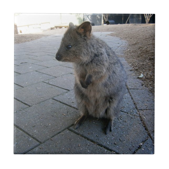 "Snuggles in Australia: A Cudely Grått Quokka" Kakelplatta (Framsidan)