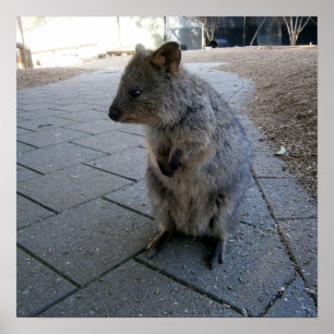 "Snuggles in Australia: A Cudely Grått Quokka" Poster