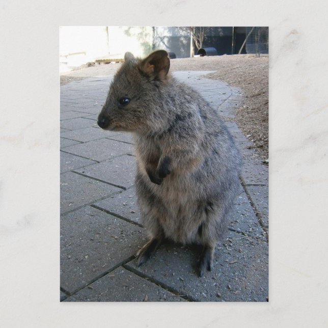 "Snuggles in Australia: A Cudely Grått Quokka" Vykort (Framsida)