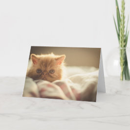 Snuggley Persian Kattes-kort Kort