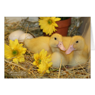 Snuggling Ducklings Hälsningskort
