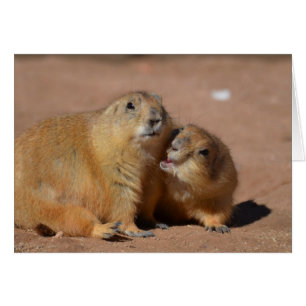 Snuggling Prairie Hundar Hälsningskort