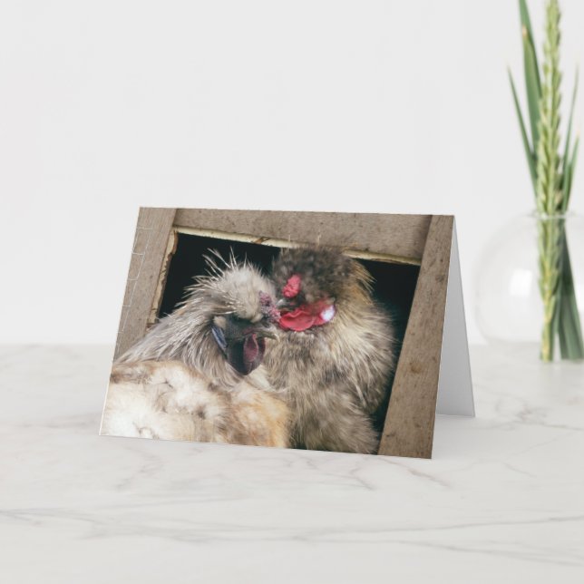 Snuggling Silkie Chickens Hens - fjäderfä Kort (Framsida)