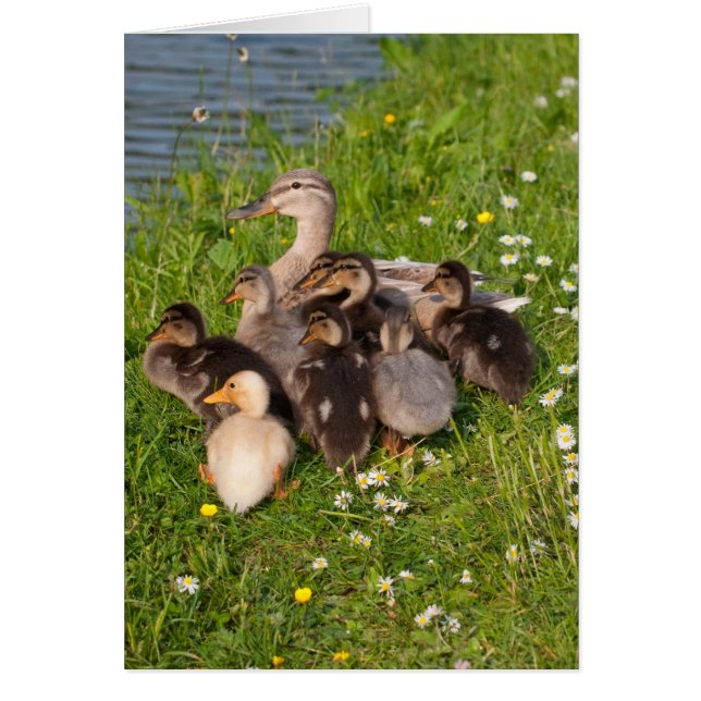 Snuggly Ducklings Hälsningskort (Framsidan)