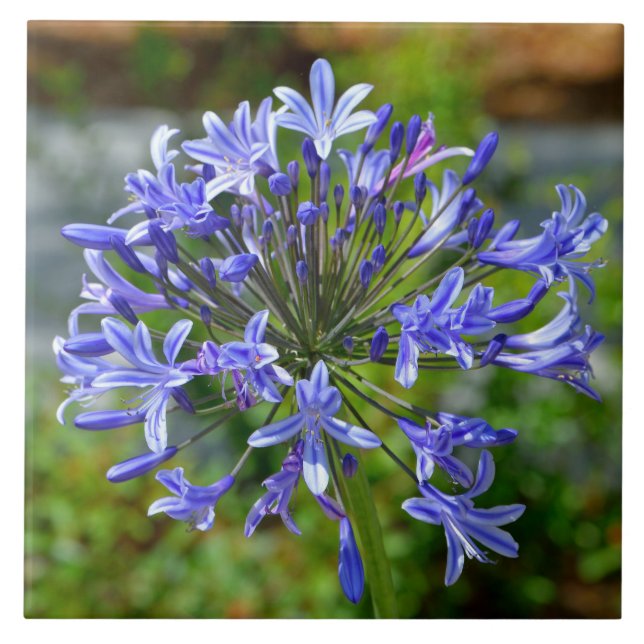 Snygg afrikansk Lily Kakelplatta (Framsidan)