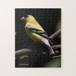 Snygg amerikansk Goldfinch Pussel