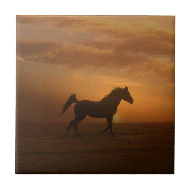 Snygg Arabian Sunset Art Tile Horse Lover Kakelplatta (Framsidan)