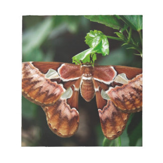 Snygg Atlas Moth Anteckningsblock