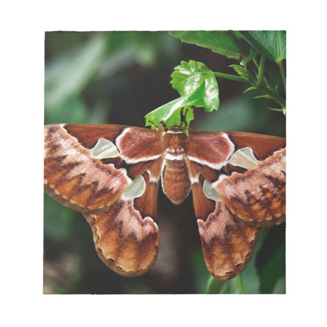 Snygg Atlas Moth Anteckningsblock (Framsida)