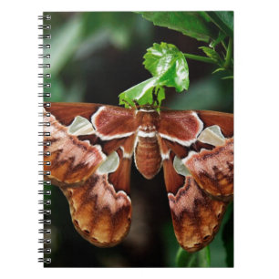 Snygg Atlas Moth Anteckningsbok
