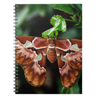 Snygg Atlas Moth Anteckningsbok