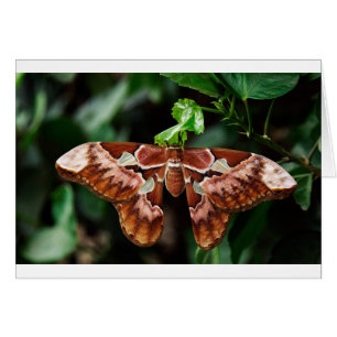Snygg Atlas Moth Hälsningskort