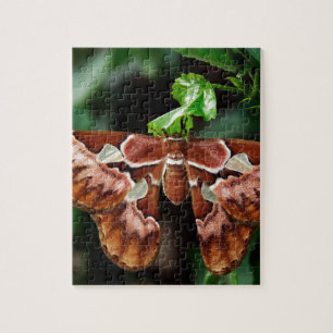 Snygg Atlas Moth Pussel