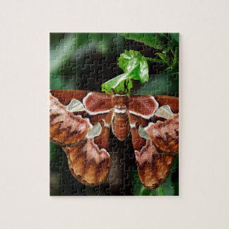 Snygg Atlas Moth Pussel