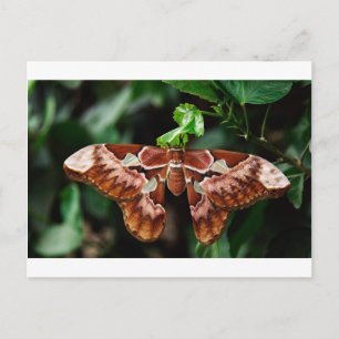 Snygg Atlas Moth Vykort