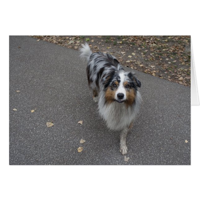 Snygg Aussie med flera färgader Hälsningskort (Framsidan Horizontal)