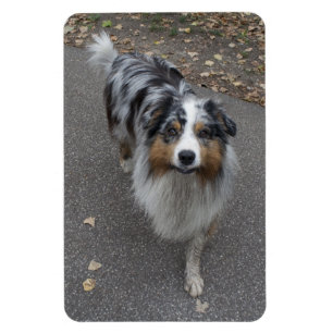 Snygg Aussie med flera färgader Magnet