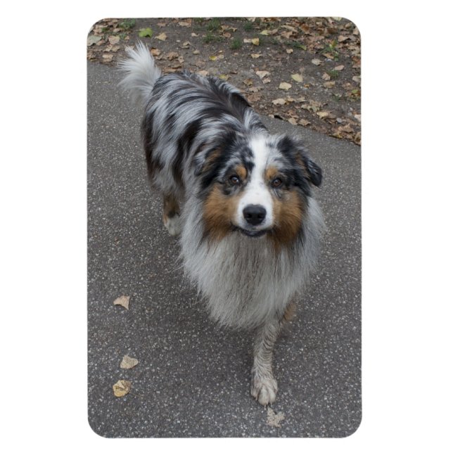 Snygg Aussie med flera färgader Magnet (Vertikal)