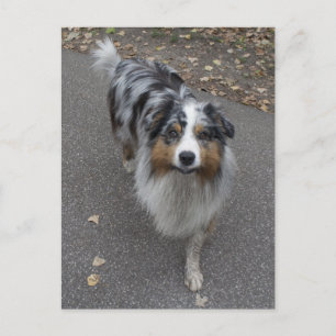 Snygg Aussie med flera färgader Vykort
