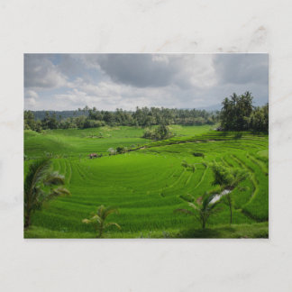 Snygg Bali Countryside Vykort