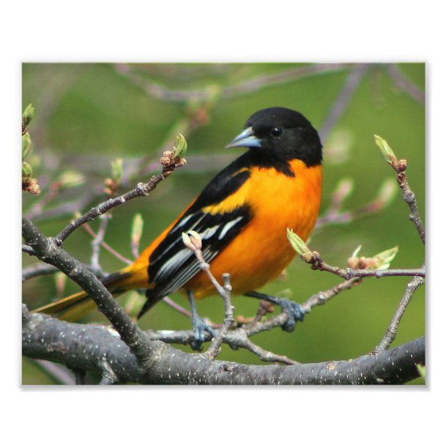 Snygg Baltimore Oriole Fototryck (Framsidan)