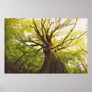 Snygg Beech Träd Poster