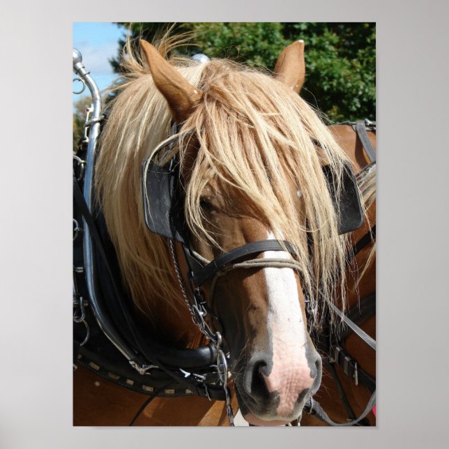 Snygg belgisk poster (Framsidan)