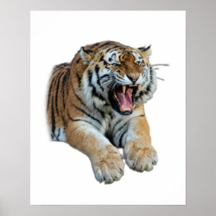 Snygg Bengal Tiger Ansikte och Teth Photo Poster