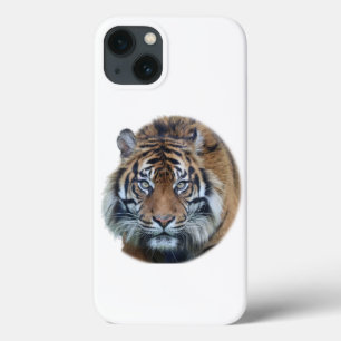 Snygg Bengal Tiger Ansikte Photo
