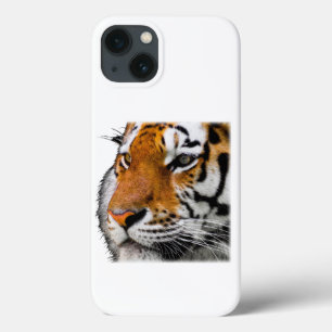 Snygg Bengal Tiger Ansikte Photo