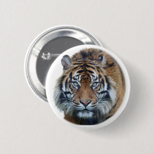 Snygg Bengal Tiger Ansikte Photo Knapp