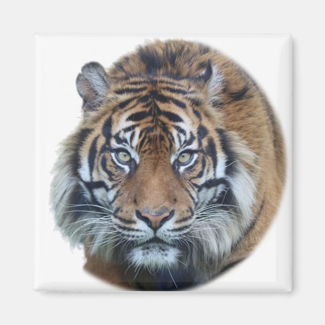 Snygg Bengal Tiger Ansikte Photo Magnet (Framsidan)