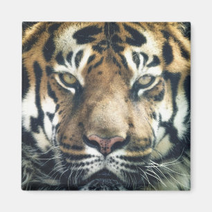 Snygg Bengal Tiger Ansikte Photo Magnet