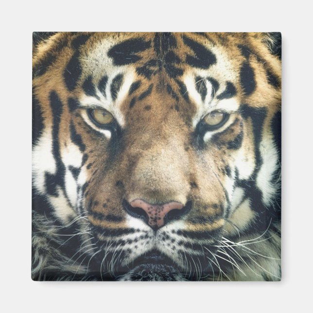 Snygg Bengal Tiger Ansikte Photo Magnet (Framsidan)
