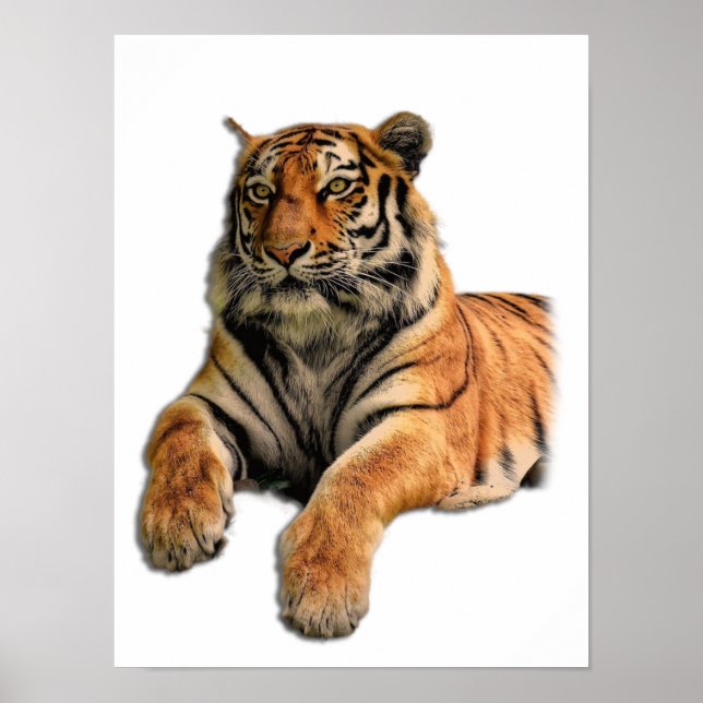 Snygg Bengal Tiger Ansikte Photo Poster (Framsidan)