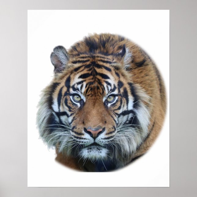 Snygg Bengal Tiger Ansikte Photo Poster (Framsidan)