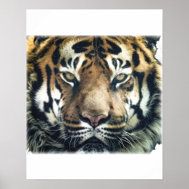 Snygg Bengal Tiger Ansikte Photo Poster (Framsidan)