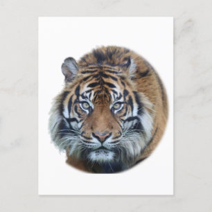 Snygg Bengal Tiger Ansikte Photo Vykort