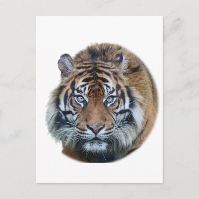 Snygg Bengal Tiger Ansikte Photo Vykort (Framsida)