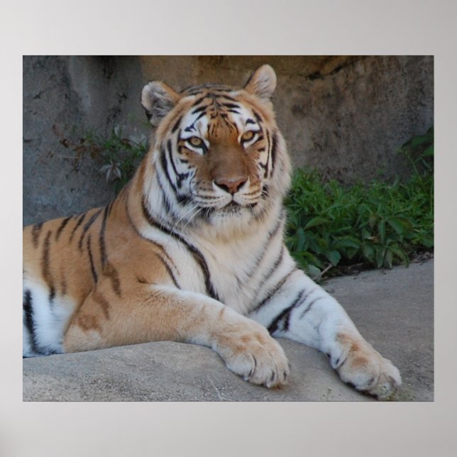 Snygg Bengal Tiger Poster (Framsidan)