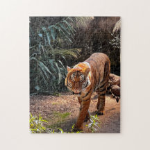 Snygg Bengal Tiger