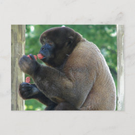 Snygg Bild av Brown Wooly Monkey Vykort