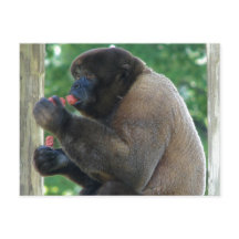 Snygg Bild av Brown Wooly Monkey