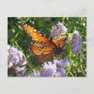Snygg bild av ljusa Orangar, Monarch Butterfly Vykort