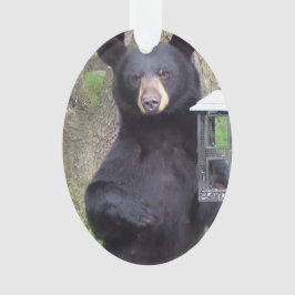 Snygg Black Bear Enjoying Snack