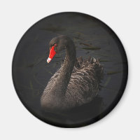 Snygg Black Svan med en ljusröd fläck