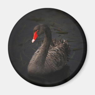 Snygg Black Svan med en ljusröd fläck Magnet